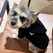 	 Colestore Celine Clothes For Pet 02 - 4